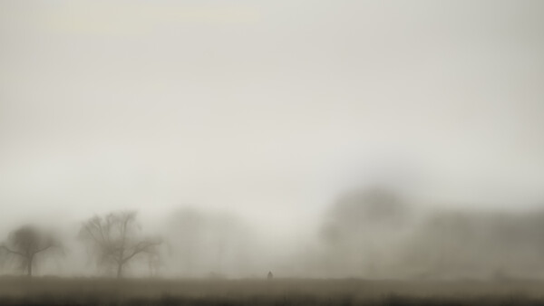 Bare trees emerging from dense fog in a flat landscape.