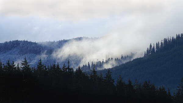 Misty mountain landscape with layered evergreen forests and dramatic fog rolling through valleys.