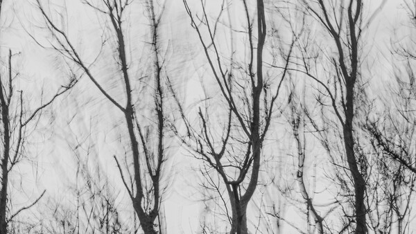 Bare tree branches silhouetted against an overcast sky in a minimalist winter landscape.