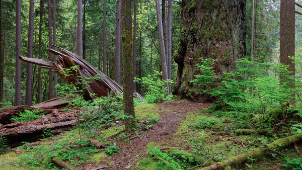 Dense forest with towering conifers, fallen logs, and lush green understory vegetation covering the forest floor.
