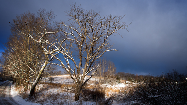 Bare trees casting long shadows across snow-covered hillside under dramatic blue sky.
