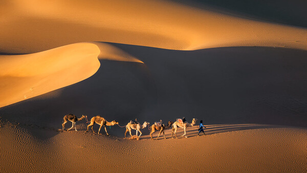 Camel caravan with handlers traversing golden sand dunes under dramatic shadows.