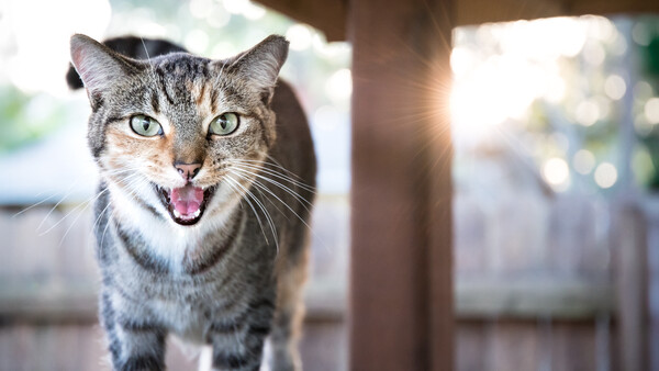 Tabby cat with wide eyes and open mouth smiling at camera on a sunny porch.