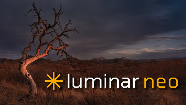 Bare tree illuminated by warm light against dramatic twilight sky in arid landscape.