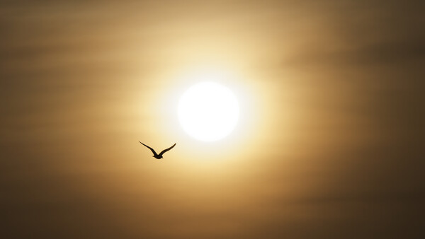 Silhouette of a bird in flight against a bright sun during golden hour.