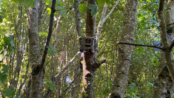 Trail camera mounted on a tree trunk among dense forest canopy with bright green foliage.