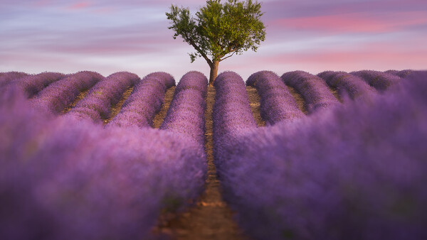 A solitary tree stands centered between rows of blooming lavender fields under a dramatic purple-pink sunset sky.