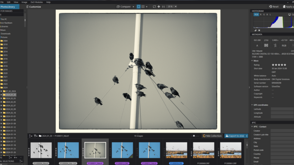 Multiple birds perched on electrical wires against a gray sky with a white utility pole.