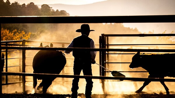 Silhouetted rancher in cowboy hat standing between two cattle at a fence gate in golden morning light.