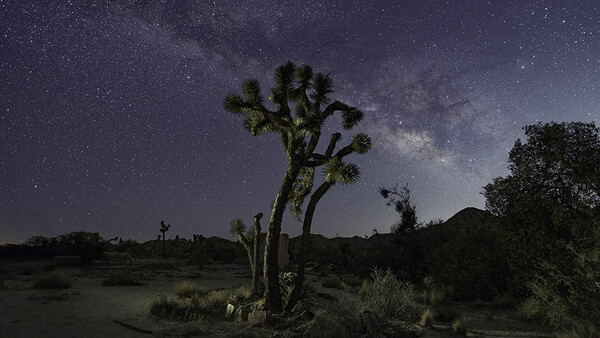 Gnarled Joshua tree silhouetted against a starry night sky with the Milky Way visible overhead.