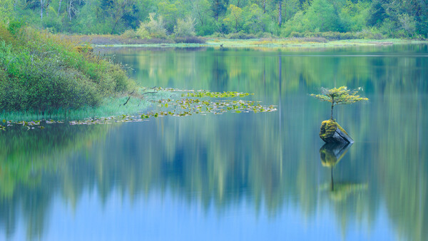 Solitary tree reflecting in calm water surrounded by green vegetation and forest.