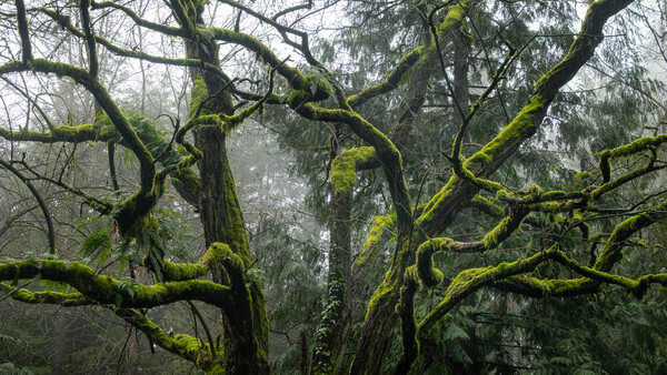 Gnarled moss-covered tree branches in a misty forest canressed by green lichen.