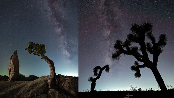 Desert landscape with silhouetted Joshua trees against a starry night sky with visible Milky Way.