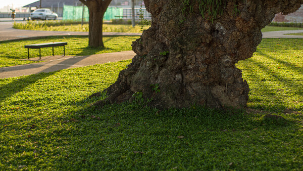 Gnarled tree trunk with deeply textured bark casting shadows on bright green grass in a park setting.
