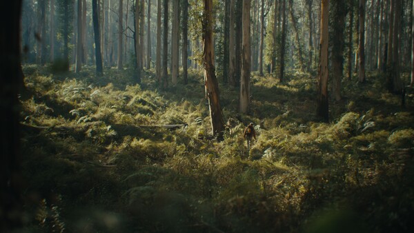 Dense coniferous forest with tall evergreen trees and thick golden-green understory vegetation in dappled sunlight.