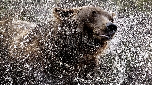 Dog shaking off water with spray frozen mid-motion against neutral background.