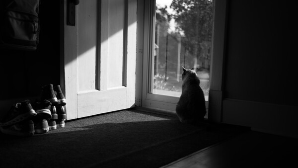 Black cat sitting in doorway looking out at garden, rendered in black and white.