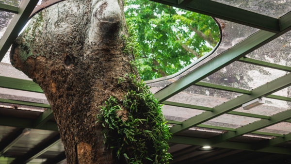 Thick tree trunk with moss and ivy growing on it, viewed through a modern green metal pergola structure with geometric grid pattern.