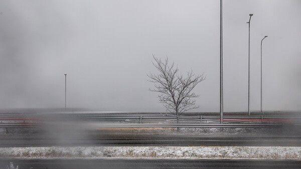 Bare tree and street lamps in dense fog with overcast sky and wet pavement.