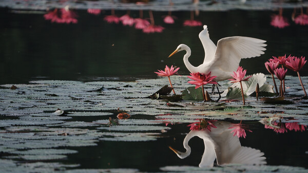 White egret with wings spread landing among pink water lilies, with its reflection visible in the dark water.