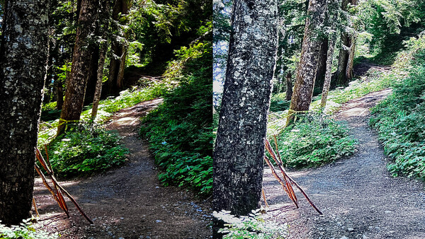 Side-by-side comparison of a forest trail showing before and after processing with enhanced contrast and saturation.