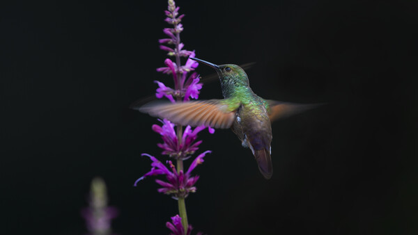 Hummingbird hovering near purple flower spikes against a dark background.
