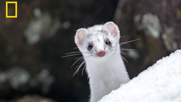 White ferret with pink nose on snow, looking directly at camera with dark blurred background.