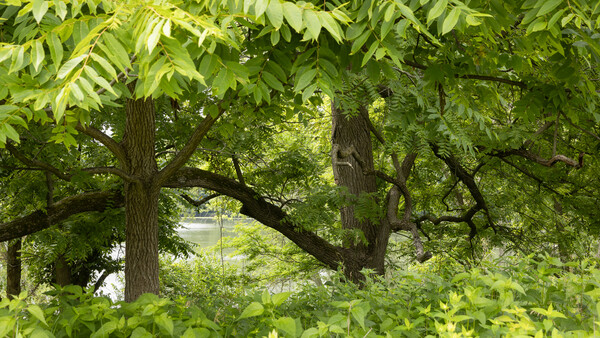 Mature trees with thick trunks and dense green canopy framing a distant waterway.