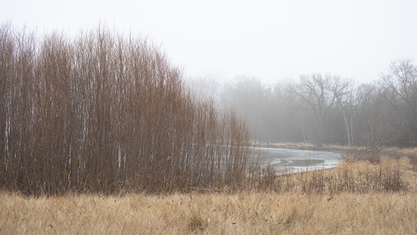 Dense stand of bare birch trees alongside a partially frozen river in misty winter landscape.