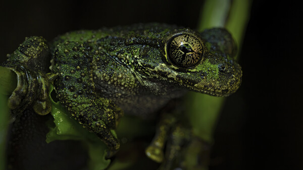 A green tree frog perched on a thin branch against a dark background.