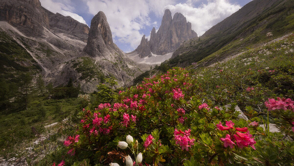 Vibrant pink flowers blooming in an alpine valley beneath three dramatic granite peaks.