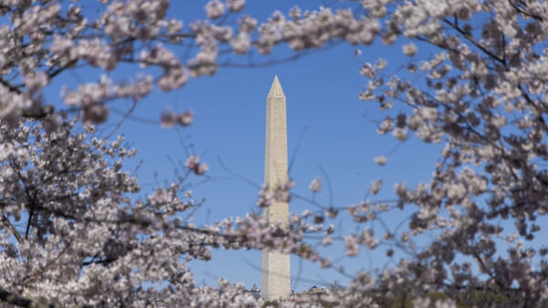 Washington Monument framed by blooming cherry blossom branches against clear blue sky.