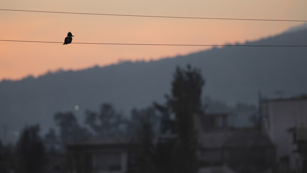 Bird perched on power line at dusk with blurred cityscape and mountains in background