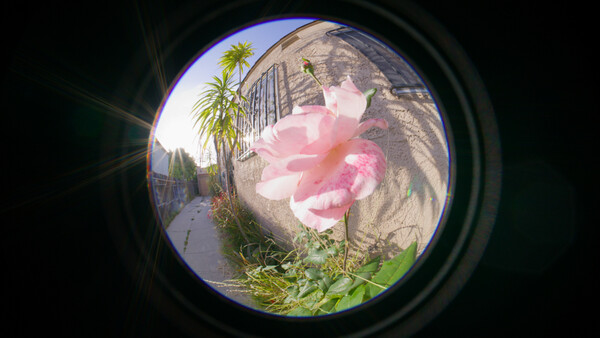 Pink rose in sharp focus viewed through a fisheye lens, with palm trees and architecture blurred in background