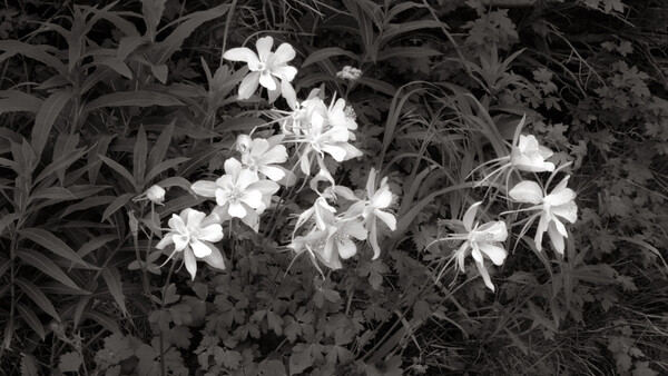 Black and white photograph of clustered white flowers among dark foliage