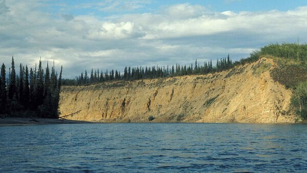 Dramatic riverbank landscape with tall coniferous forest and exposed earth bluff beside deep blue water