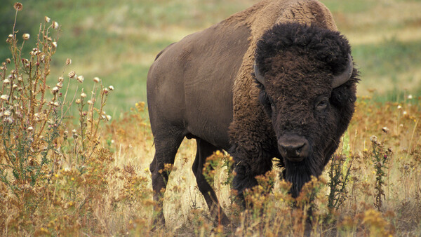American bison standing in grassland with dried vegetation and wildflowers