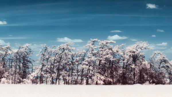 Snow-covered evergreen forest under blue sky with white clouds