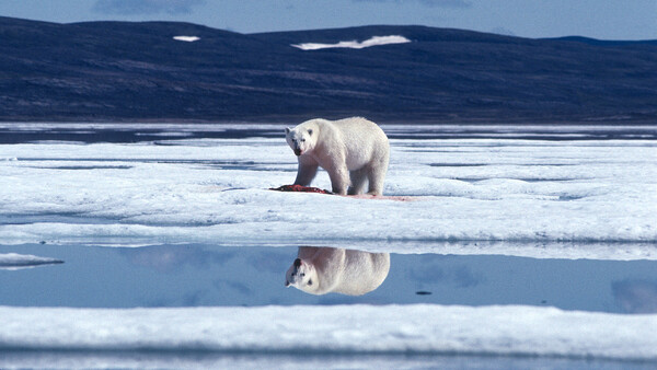 Polar Bears International: Can Photography Save the World?