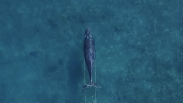 Aerial drone shot of a whale surfacing in deep blue ocean water