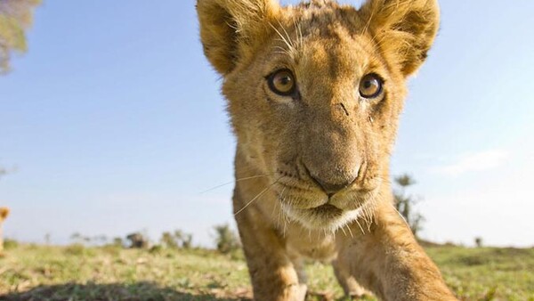 [Wildlife] Amazing, Intimate Shots of Lions In Their Natural Habitat