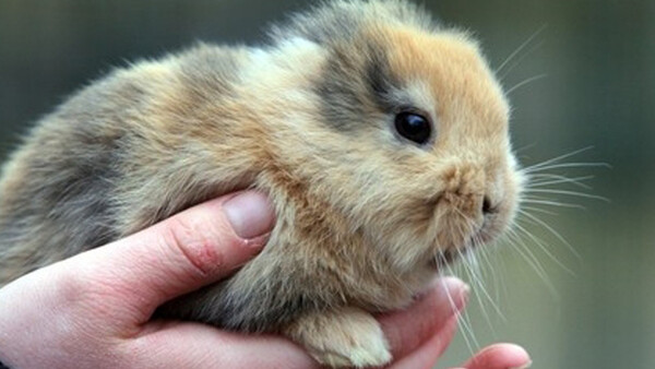 [News] Photographer Kills, Rare, Earless, Mutant Rabbit