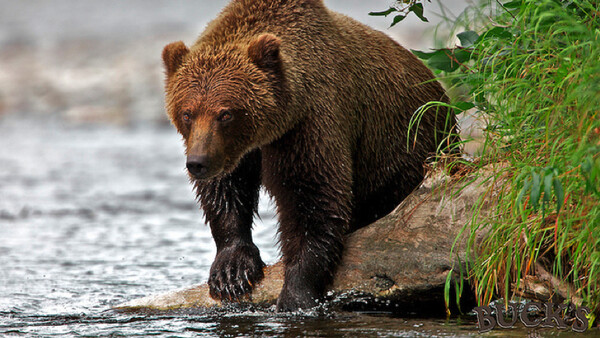 Man Killed While Photographing Grizzly Bear