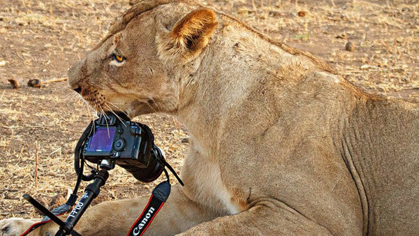 A Lion Goes to Town on a Canon 5D Mark II and Lens