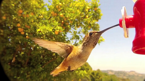 For Bird Watchers-The Newest Accessory for the Iphone and GoPro