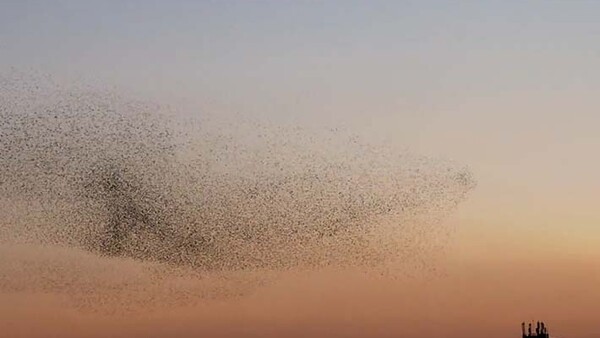 Right Place, Right Time: Capturing A Gorgeous Murmuration In The South Of France
