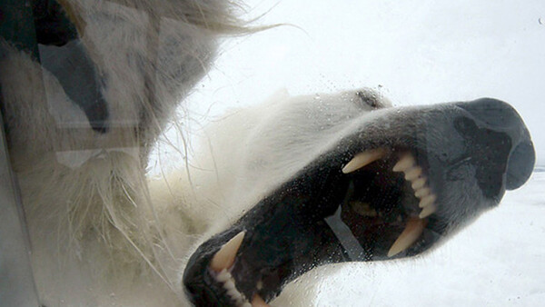 Polar Bears Have Developed A Taste For Photography