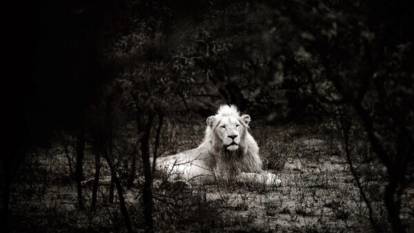 Timbavati's White Lions