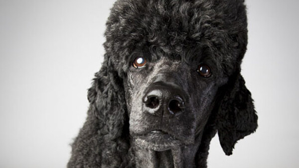 Photographing the Westminster Dog Show: Interview with Landon Nordeman