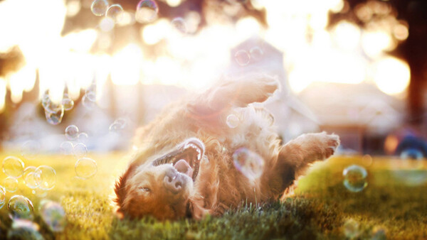 Endearing Animal Portraits By 18 Year Old Photographer Jessica Trinh 